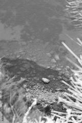 preview bw