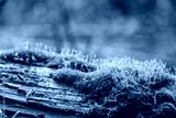 preview cold