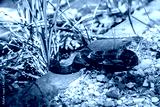 preview cold