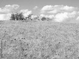 preview bw