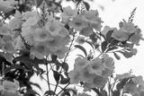 preview bw