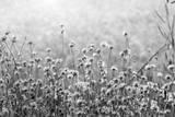 preview bw