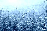 preview cold