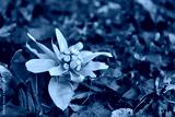 preview cold
