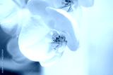 preview cold