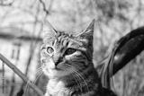 preview bw