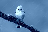 preview cold