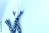 preview cold