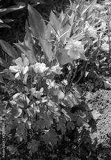 preview bw