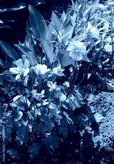 preview cold