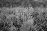 preview bw