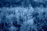 preview cold