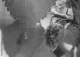 preview bw