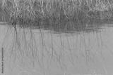 preview bw