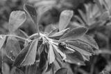preview bw