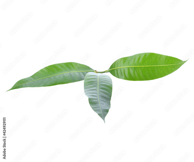 image to crop
