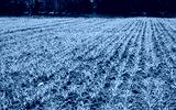preview cold