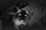 preview bw