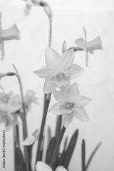 preview bw