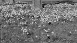 preview bw