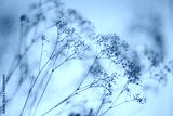 preview cold