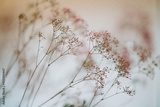 preview original