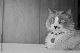 preview bw