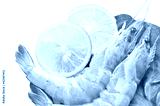 preview cold
