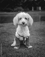 preview bw