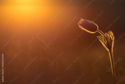 image to crop