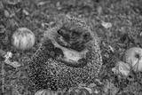 preview bw