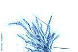 preview cold