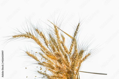 image to crop
