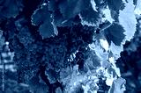 preview cold