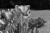 preview bw