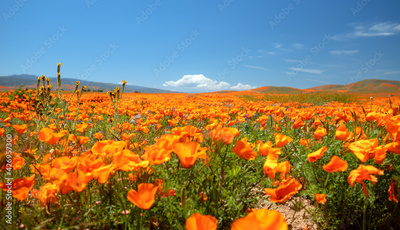 image to crop