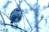 preview cold