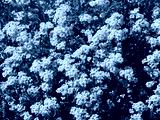 preview cold