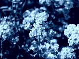preview cold