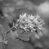 preview bw
