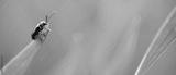 preview bw