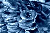 preview cold