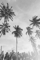 preview bw