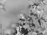 preview bw