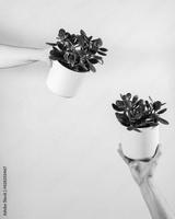 preview bw