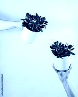 preview cold