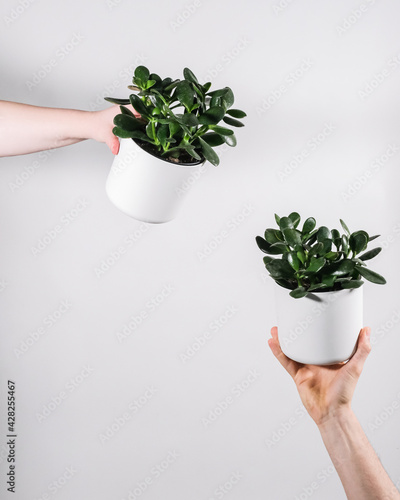 image to crop
