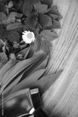 preview bw