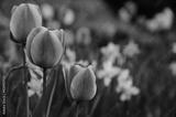 preview bw