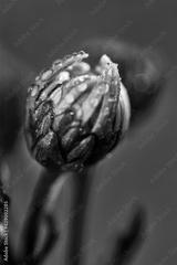 preview bw